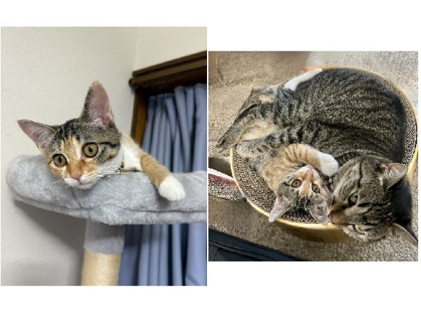 こごみ（由利本荘市）こごみが来て2カ月が経ちました。始めは先住ねことの相性が心配でしたが、掲示板の情報通り、甘えん坊で人懐っこい性格で家族とも先住ねこともすぐ仲良くなりました。大運動会やにゃんぷろができ先住ねこはいい刺激をもらい、仲良くお昼寝している姿に家族は癒やしをもらい過ごしています。この素敵な出会いに感謝し、これからも大切に育ていきます。