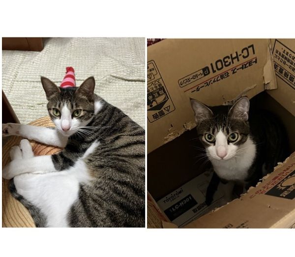 ふぅ（秋田市）8月10日、ふぅちゃんが我が家に来て1年になりました。先住猫ちゃんとは、ここ数ヶ月で急に仲良くなり、今では後を追ったり追っかけられたり、一緒に寝ていたりと、仲睦まじく過ごしております。暑い日は畳や廊下で寝ていることが多いですが、夜、ふと目を覚ますとふぅちゃんが一緒に布団の上で寝ています。優しくて甘えん坊です。これからものんびりと我が家で過ごして貰いたいと思います。