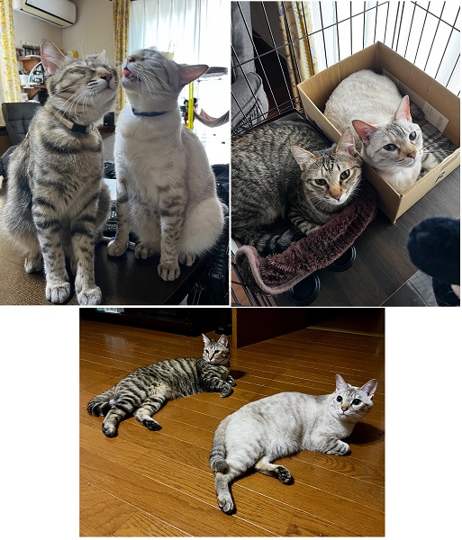 もぐ・ぽんず（秋田市）１年前に譲渡いただいた‘もぐ’（きじとら）と４年前に譲渡いただいた‘ぽんず’（白）です。‘もぐ’を迎えて我が家は初めて多頭飼いとなりましたが、２人は実の姉妹？と思うほど仲良くなりました。‘もぐ’がすぐちょっかいを出すので‘ぽんず’に毎日怒られていますが、気がつくとお互いの毛繕いをしたりくっついたりしています。２人とも甘えっ子で隙があれば家族の膝に載ったり撫で撫でを要求したりしています。いつまでも元気で仲良く過ごしてね。