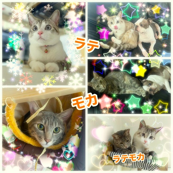 ラテ・モカ(大仙市)ラテとモカが来て早いもので1年が経ちました。2人とも喧嘩をする事もありますが、仲良く元気に遊んでいます。モカは相変わらずツンデレですが、寝る時は人の側に来て寝て、起きると必ず「おはよう!」と顔を見に来ます。ラテは甘えん坊全開であたしの後をずーと付いて歩きます。僕を見てアピールもすごいです(笑)2人とも大きくなりましたが、いつまでも我が家のアイドルです!先住犬と年の差はありますが、仲良くしてくれ、たまーに遊び相手になっています(笑) 2人に出会えて本当に毎日幸せです!家族を待っている猫ちゃん、ワンチャン達にも幸せが訪れるよう願っています。