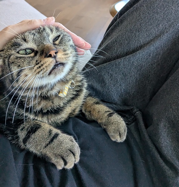 ロイ（秋田市）ボール遊び大好き。毎日元気に過ごしています。もうロイがいない生活は考えられません。出会いに感謝しています(^^)