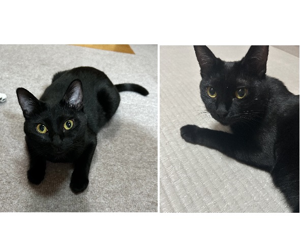 お嬢（大仙市）我が家に来て一年になりました。先住猫のお兄ちゃん達より一回り小さいですが自ら飛び掛かったり追いかけたりと物凄く活発なお転婆娘に成長しました。ドタバタ忙しないですが楽しく過ごしております。