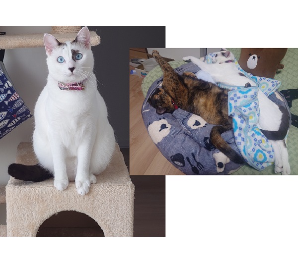 百花(モカ)（秋田市）百花が我が家に来てくれてから１年が過ぎました。体重も5kgとなりちょっとおデブちゃんですが、毎日走ったりジャンプしたりと元気に過ごしています。先住のお姉ちゃん猫ともすっかり仲良くなり、時には甘えておっぱいを探している事も…たくさんお喋りしてくれる甘えっ子ちゃんになりました。これからも元気で楽しく過ごしていこうね♪素敵なご縁をありがとうございました。