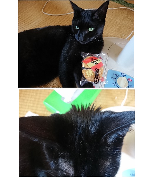 クー（秋田市）オシャレに前髪立てました(笑)じゃなく月一回のレボリューションプラスの日です。暑さに強いみたいでエアコンを嫌い扇風機を好みます。