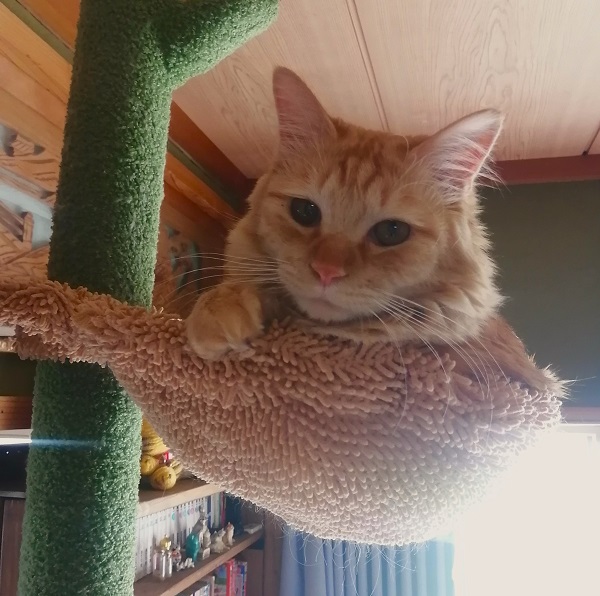 サーバル（秋田市）サーバルが我が家に来て1年来てすぐの頃は標準体重より軽いし水も上手に飲めなくてちゃんと大きくなれるのが心配だったけど今ではすっかり大きくなって貫禄も出てきました。遊ぶときはダイナミックだけど、ちょっかいを出しても、今まで1度もフーとかシャーとか怒った事のないサーバルは心優しき猫なのです。これから先も末永く一緒にいられますように