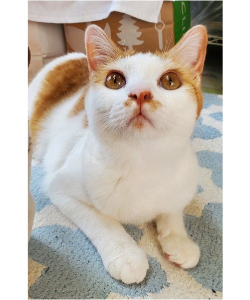 らむね（三種町）らむねがうちに来て１年。最初はカリカリがなかなか食べれず、水もうまく飲めず心配しましたが、少しずつ上手になって来ました。毎日おもちゃ遊びやバードウォッチングに夢中。何より先住猫が大好きで、いつも仲良くくっついています。