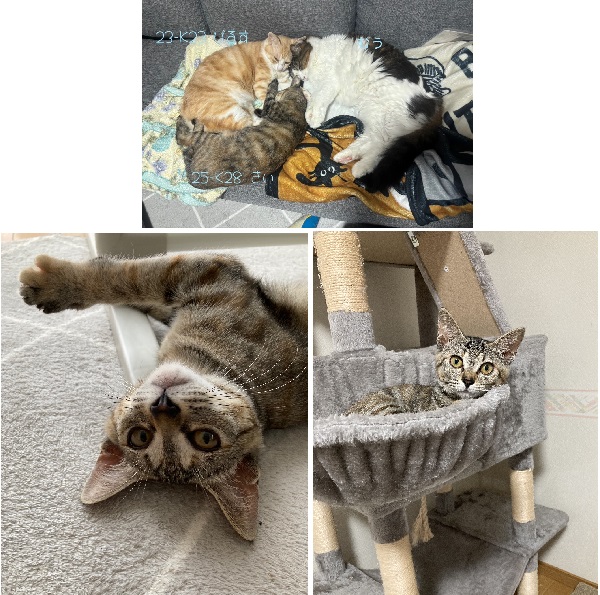 きい（潟上市）我が家にきいが来て、２ヶ月が過ぎました。最初は先住猫と仲良く出来るか心配でしたが、時々ケンカはするものの、先輩猫の後を付いて何でも真似をしています。犬猫ネットワークの皆様、保護主様、素敵なご縁をありがとうございました。