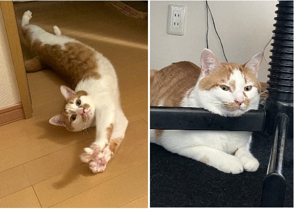 ネム（北秋田市）ネムがわが家へ来てくれてもう二年が経ちました。最初の頃は警戒しているのか寝姿をあまり見せてくれませんでしたが、今では家中色んな所に落ちてるのを見かけます。(^^)じゃらしで元気に遊んだり、家の中を走り回ったり、色んな表情を見せてくれてるので皆んな楽しませてもらっています。健康で長生きしてまだまだ私たちを癒してください。