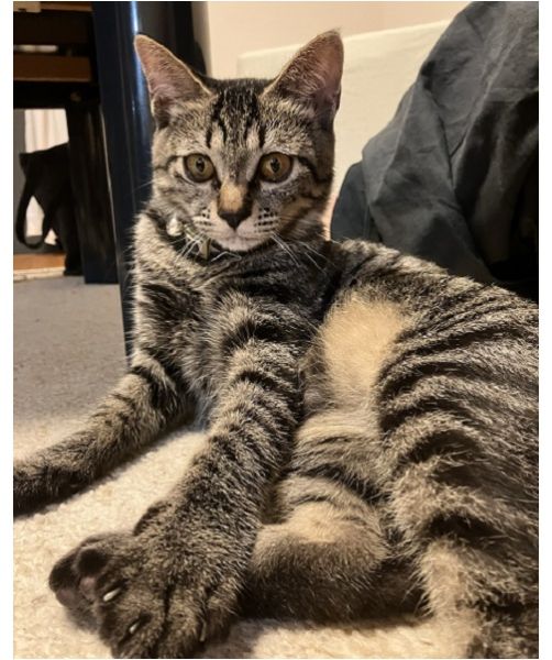 棗（なつめ)（秋田市）先住猫との距離も縮まり、リラックスして過ごしています。抱っこが好きで甘えん坊。最近はイタズラを覚えて、飼い主は四苦八苦していますが、それも含めて可愛い子です！