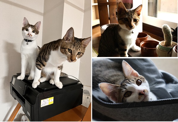 和・尚（秋田市）和君と尚君が家族になり、4か月が経ちました。やんちゃで陽気な性格で、とにかく仲が良くてどこに行くにも何をするにもニコイチな2匹です。どちらともとても人懐っこい性格で我が家を訪れる人をメロメロにしています。こんなにも可愛い子達に巡り合わせてくれた方々に感謝しています。