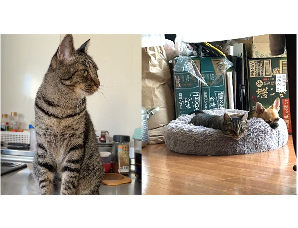 ドリー（仙北市）ワンコと一緒に仲良く？過ごしてます。少し優し過ぎるのか何をされても怒りません。食欲はかなりあります、おもちゃ遊びも大好きですが、2人で運動会を毎日しています。猫ちゃんは初めてで学ぶことだらけですが、楽しい時間をもらってます。