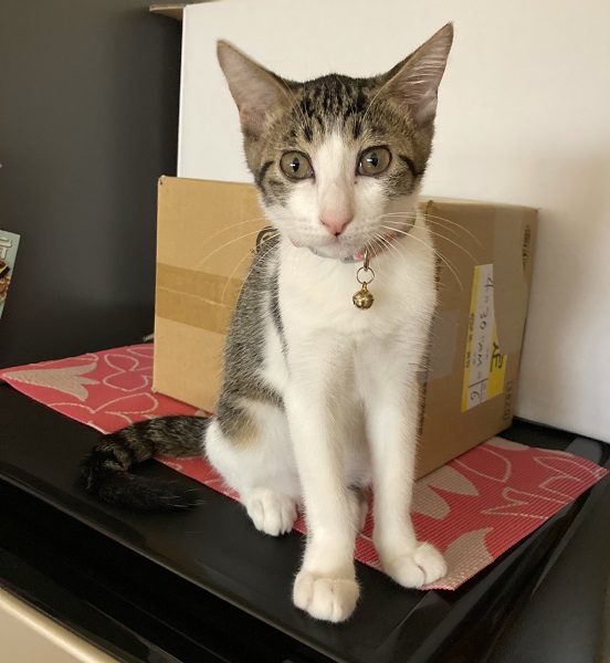 ユキ（秋田市）少し小柄ですが毎日オモチャで遊んで元気に飛び跳ねています　体重は1400gになりました