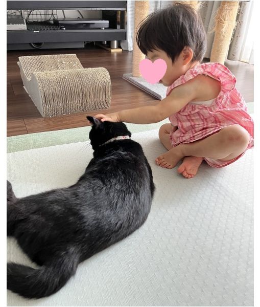 流蘭(るらん)（大館市）新しい環境にも慣れて来た様子。1歳の孫にも、撫でてくれ～とスリスリする甘えっぷり！猫じゃらしなどのおもちゃには全く興味無いのが、少し残念…涼しくなったら予防接種受ける予定です。