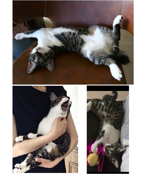 パク君（秋田市）わんぱくパク君が来て2週間、毎日賑やかで、今日のパク君はこうだった、あれやらかした、と家族間の会話も増えました！わんぱくゆえに預かる大変さもありますが、可愛いから良しです!パク君を譲ってくれてありがとうございました！