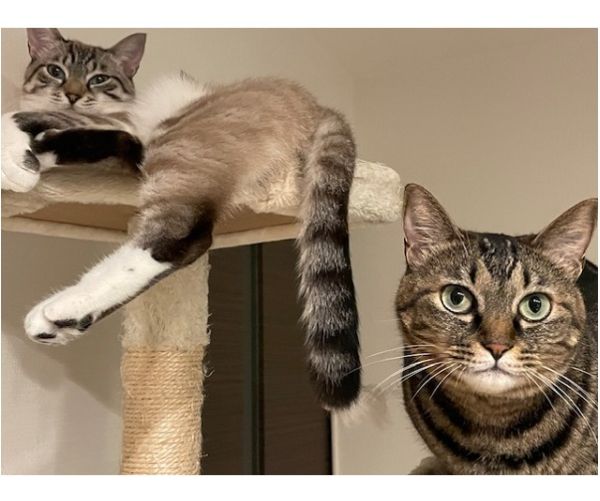 夢丸（横手市）夢丸が家に来て、2ヶ月あまりが経ちました。当初、先住猫（来夢）との相性が心配でしたが今では、見違えるほど仲良くなり毎日運動会です。夢丸はとても賢く甘えん坊の猫ちゃんでとっても癒されます。私たちの家族になり嬉しく大切に育てて行きます。スタッフの皆様の活動に感謝します。ありがとうございました。