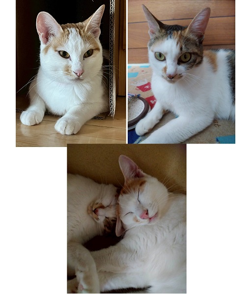 あられ・きなこ（仙北市）我が家にきて１年、すくすく成長して２匹とも5キロ超。活発でビビリなあられとおっとり系で野性的なきなこ。健康で長生きしてほしいですね。出会わせていただきありがとうございます。