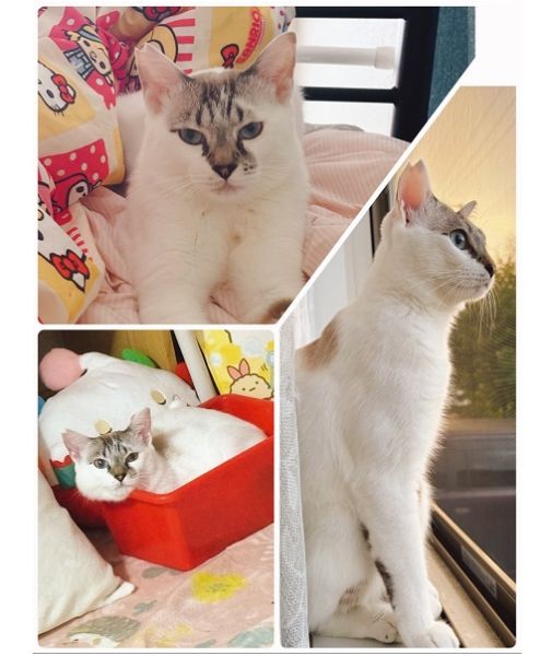 ふぅちゃん（横手市）ふぅちゃんを迎えて2ヶ月が経ちました。ごはんもよく食べて元気いっぱい！ねずみのおもちゃで遊ぶ姿が可愛すぎて、家族みんなメロメロです。「ごはん！」「遊び！」「眠い！」と気持ちも分かりやすく、とても愛嬌があって毎日癒されています。すっかり家族の中心で、みんなでかわいがっています。素敵な出会いを、ありがとうございました！！