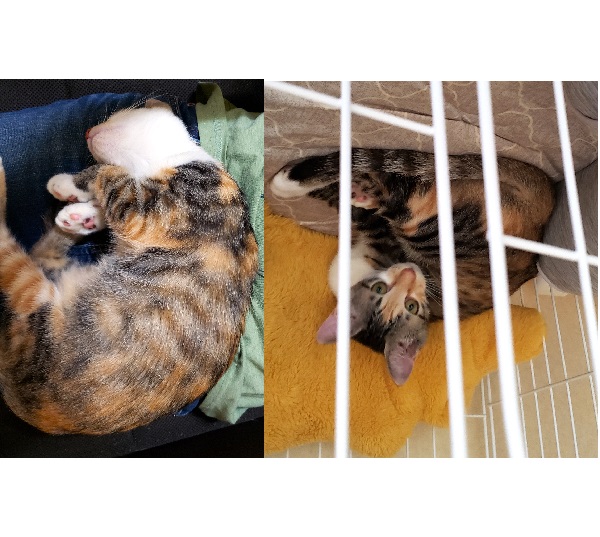 らむ（能代市）悪戯っ子で甘えん坊です