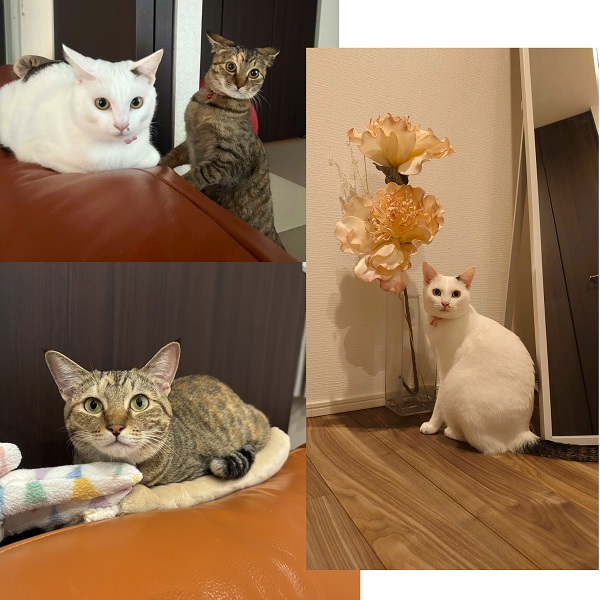 キキ・ララ（能代市）うちに来てから１年がたちました。毎日キキちゃん(茶)、ララちゃん(白)に癒やされてる毎日です姉妹だけど体の大きさは写真の通り、ひとまわり違うし、性格も全然違うけれど仲良しです。キキララとの出会いに感謝です！