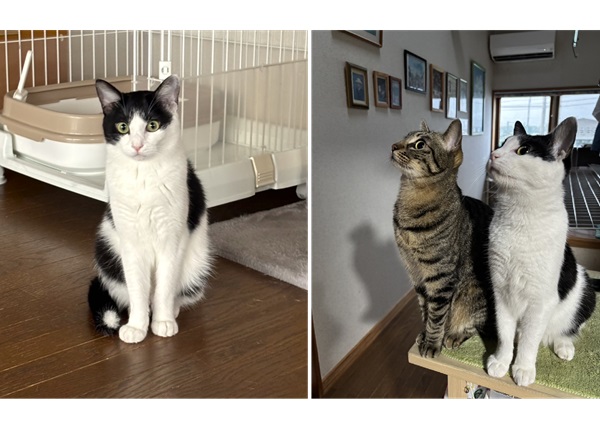 ミケランジェロ（能代市）ミケランジェロがわが家に来てもう一年です。毎日が賑やかで、あっという間に過ぎました。オモチャとお尻トントンが大好きな甘えん坊に育ちました。これからも、ずーっと楽しく暮らそうね。