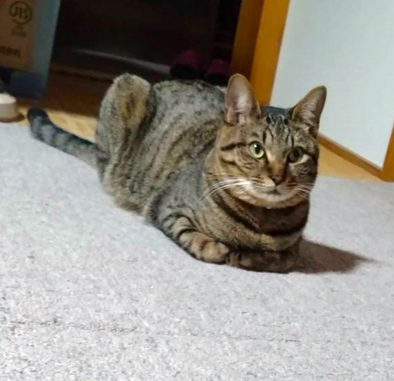 とら（大仙市）とらが家に来てから1年になりました。今年初めての夏なので熱中症にならないかとても心配していましたが、食欲もあり元気に過ごしていたので安心しています。とらと出会えて心から感謝しています。