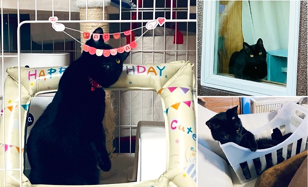 リオ（由利本荘市）早いもので、リオが家にやってきてもうすぐ1年です。来た翌日からずっとゴロゴロゴロゴロ言っていましたが、今でも相変わらずの甘えん坊で家族のアイドルです。1歳になって少し大人になったのかと思いきや、以前よりももっと鳴くようになり、たくさんお喋りをしてくれます。これからもたくさん遊ぼうね。