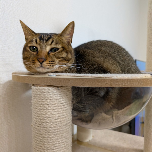 れお（潟上市）れおが家に来てから１年になりました。今では食欲旺盛て先住猫のエサも横取りするぐらいです。先住猫と追いかけっこも大好きで元気いっぱいに暮らしています。