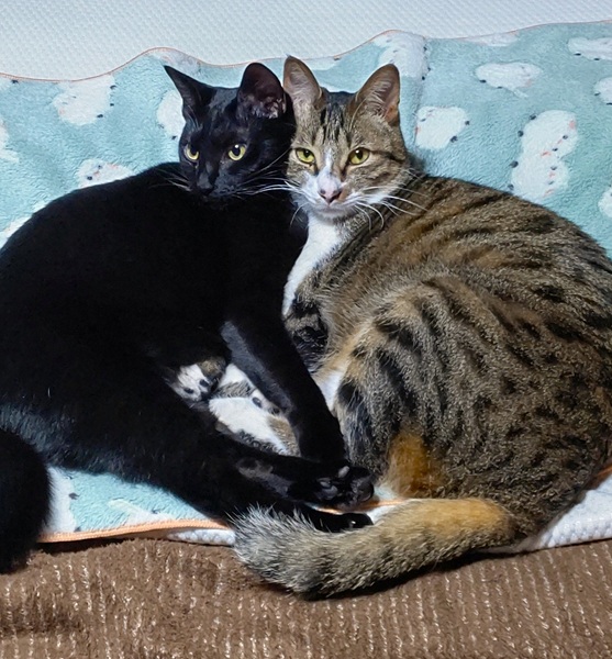 ここち（潟上市）チョーびびりだけど甘えん坊で自己主張が強い子です