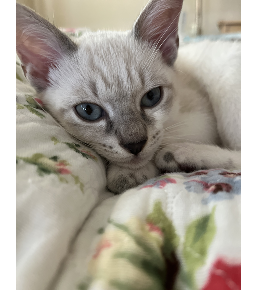 Mare（秋田市）Mareがやって来て２ヶ月。誤嚥したかも！目が赤い！ワクチン打たなきゃ！の病院通い。やんちゃが過ぎて、先住お姉ちゃんには叱られる毎日。てんやわんやの日々ですが、憎めない甘えたさんです。