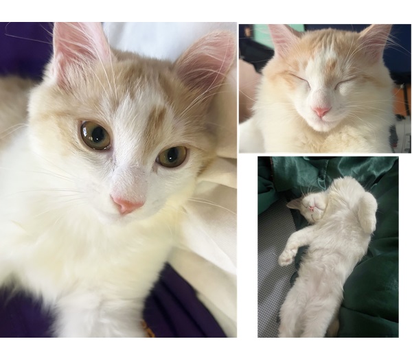 ラム(由利本荘市)日中はお部屋を走り回ったり、おもちゃに夢中になって遊んでます!遊び疲れるとヘソ天でぐっすり爆睡してますごはんもしっかり食べてくれて、すくすく元気に育ってます!健康診断もバッチリでしたお迎え当初からしたら想像できないくらい、とても甘えん坊な子で、お膝の上で寝たがったり、夜はお布団に入り込んできて一緒に寝ています!日々の成長と変化が嬉しく、これからがますます楽しみです。改めまして、いぬねこネットワークさん、そして保護主さまに心から感謝いたします。大切に育てていきます!