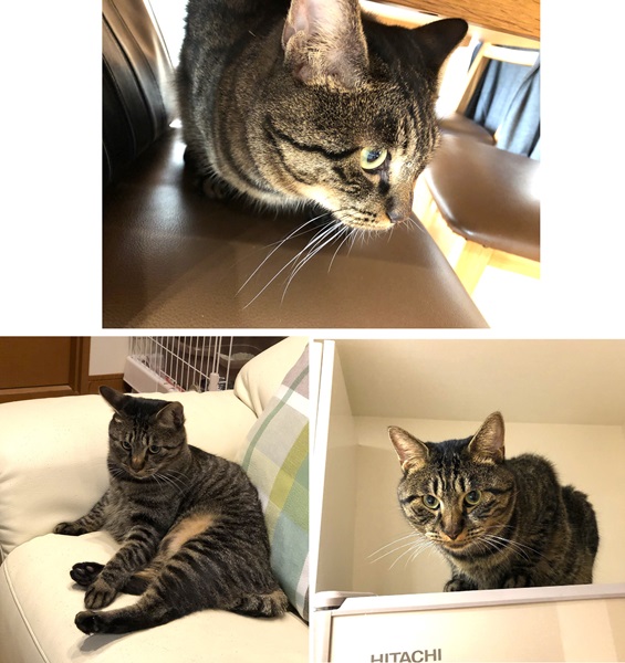 はる（美郷町）我が家に来て１年になりました。先住猫2匹とは、にゃんプロや運動会、一緒に昼寝など、仲良く過ごしています。来た時から食欲旺盛でしたが、今は自分のごはんを早食いして、ゆっくり食べている兄にゃんや姉にゃんのごはんを食べにいきます。なのでぽっちゃり体型になりました。イタズラしても何をしてもかわいいです。我が家に来てくれてありがとう。