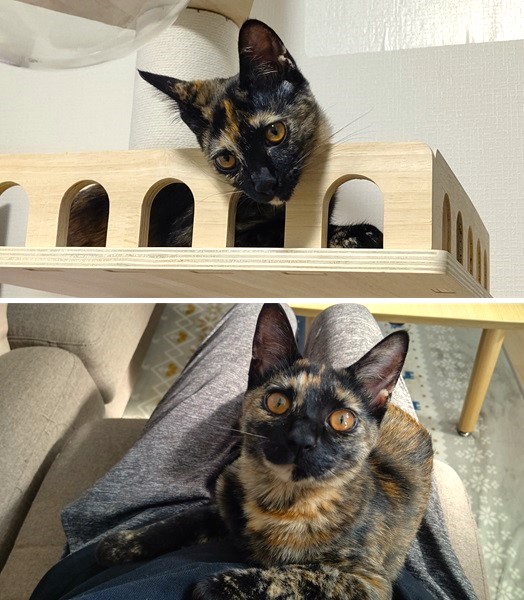 あずき（秋田市）お迎えして２ヶ月と数日が経ちましたが、すっかり我が家のお姫様です。活発でいたずら好き、興奮すると噛み癖が出てしまうことがありますが、とにかく人間が大好きで、よく膝やお腹の上に乗ってきては、遊んだり寝たりしています。初対面の人にも全く人見知りしません。トイレや留守番、病院なども特に苦労することがなく、大変助かっております。これからどう成長していくのかが、とても楽しみです。これからもよろしくね！