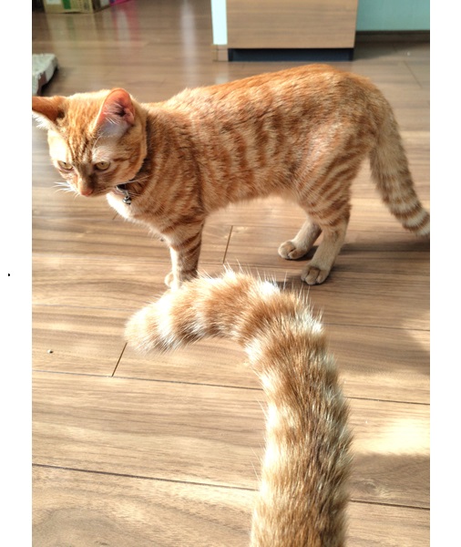 あさり（大館市)毎日元気に兄弟同士(25-K21)遊んでいます。水を出すと何故かダッシュして近づいて来ます。謎です（笑）