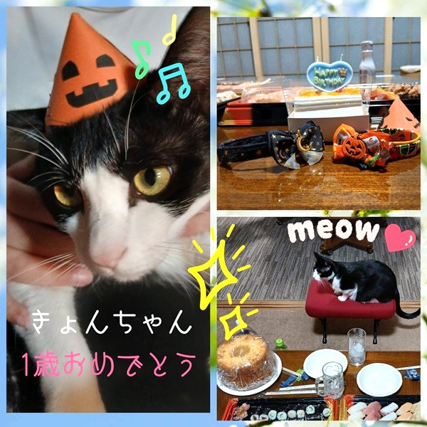 きょん（湯沢市）本日（10/13）、きょんちゃんの1歳の誕生日を家族でお祝いしました！猫用の誕生日ケーキにハロウィンコスチュームもお気に入りで、いつもより少しだけ豪華な晩御飯にもご満足いただけた様です(笑)帽子は子供達の手作りで、家族皆に愛されています。来年もみんなでお祝いしようね！