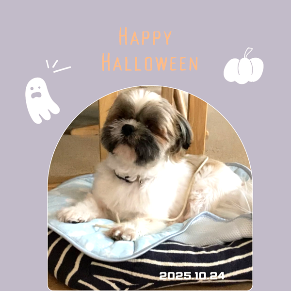 しずま（秋田市）しずまが家族の一員になって２ヶ月が経ちました。目が見えないため意外な音が苦手だったり、壁やドアにぶつかってしまうこともありますが、飲み水の場所や家具の配置も覚えて自信を持って歩く姿を見せてくれます。最初は恐る恐る歩いていたお外も大好きになり一日2回のお散歩も楽しみにしています。これからもハンデのある彼に寄り添いつつ“過保護犬“にならないように過ごしていきたいです（^_^）素敵なご縁をありがとうございました。