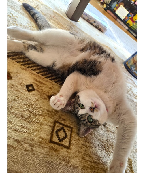 ゆず（潟上市）我が家に来て一年がたちました個性的な寝方で甘えん坊！おばあちゃん大好きっ子でトイレのドアまで開けちゃいます(笑)いたずら娘には毎日癒されてます