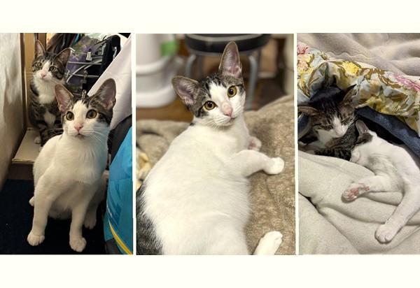 すい(大仙市)すいが家族になって2ヶ月が経ちました。最初は先住猫に攻撃してどうなることかと思いましたが、今ではすっかり仲良しに。追いかけっこをしたり、くっついて寝たり、先住猫の尻尾でしつこく遊んで怒られたり。甘えん坊で、座っているとひざにのってきて喉をゴロゴロ鳴らします。食いしん坊で、きれいに全部食べておかわりを要求してきます。夜寝る時は、先住猫もすいも私のベッドで一緒に眠ります。可愛い可愛いすいが来てくれて毎日がさらに幸せになりました。素敵なご縁をありがとうございました。