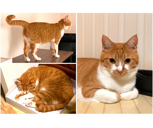 チロ（にかほ市）チロがうちに来てから1年になりました。まだ小さかったあの頃が懐かしいです。今ではすっかり家族の一員。これからもよろしくね！