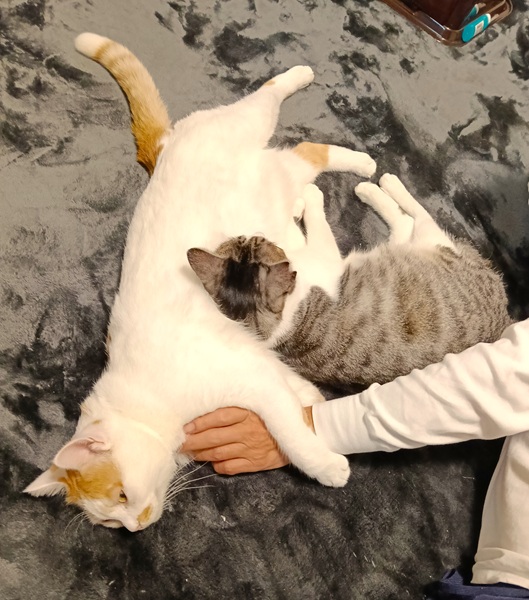 すずお（男鹿市）すずおが来てから2ヶ月がたちました。先住の虎次郎さんが大好きでいつもくっついています。くっつきすぎて怒られても、体のどこかちょっぴりでもくっけて寝ています。初対面でシャーしていたのでどうなるかと思っていましたが、あっという間に仲良しになりました。そして夜な夜な虎次郎兄さんと大運動会を開催しております。