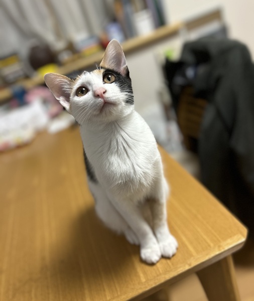 絹（秋田市）絹ちゃんが我が家に来て、２ヶ月になりました。よく食べ、よく遊び、とてもおしゃべりで家族みんな、絹ちゃんにメロメロです。朝は窓際でひなたぼっこをしながらパトロール、夜は大運動会でハッスルです。