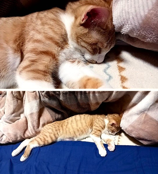 すず（大仙市）悪戯っ子です。よく食べ、よく遊び元気です。