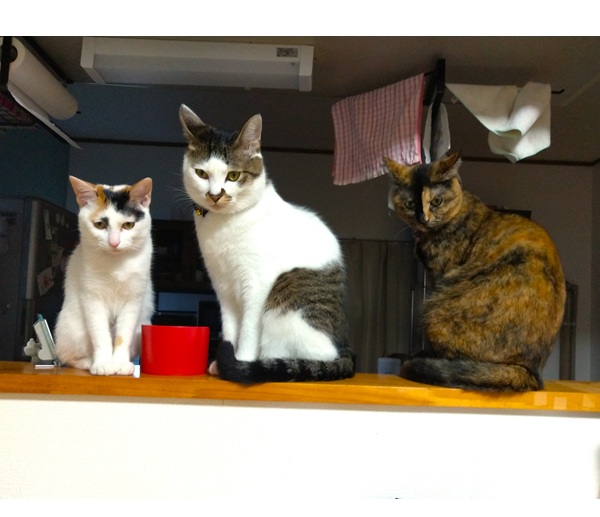 天(てん)（湯沢市）仲良く3匹で 遊んだりしてます。寒くなり、ネコ風邪等 気になります。もう少し 大きくなってくれればと思うところです。