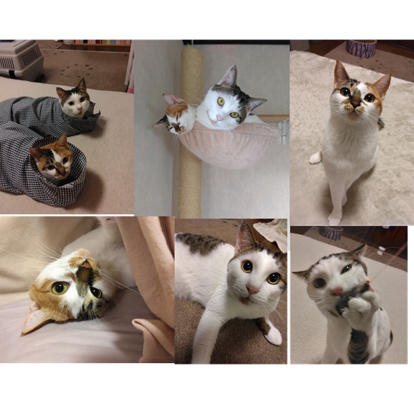 福・健太郎(八峰町)かわいいかわいい2匹のきょうだい猫とのご縁をいただいてから、あっという間に1年が経ちました。福ちゃんも、健ちゃんも、毎日元気いーっぱいです!1歳を過ぎて、男の子と女の子でかなり体格差がつきましたが、いつも2匹で取っ組み合ったり、追いかけっこをしたりして仲良く遊んでいます。相変わらずこちらが時々心配になるくらい元気です。2匹ともとっても甘えん坊で、福ちゃんは私がちょっと腰を下ろすと、すぐ私の脚の間にはまってゴロゴロします。健ちゃんは私が仕事に行くのを阻止しようとするので、いつも後ろ髪を引かれます。2匹がかわいくて仕方ありません。これから先もずーっと、必ず大切にいたします。