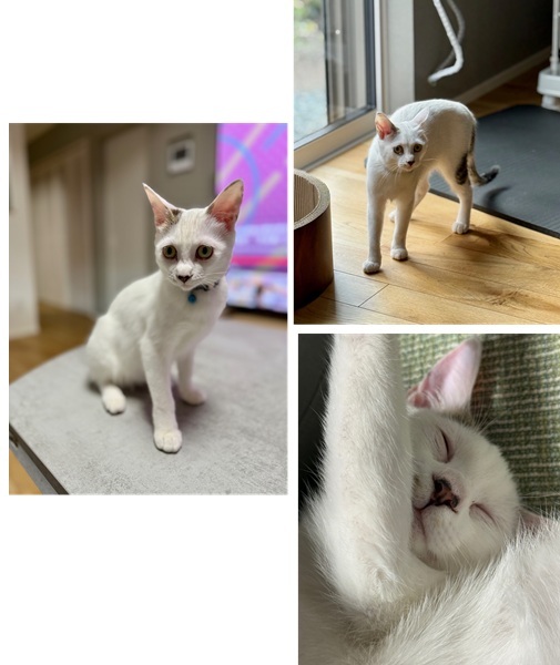 森下さん(秋田市)譲渡頂いてから2ヶ月が経ち、700g程だった体重も2.5kgになるくらいに成長しました。初日からご飯をモリモリ食べてますが、その分家の中を忙しなく動き回っているせいか、まだちょっと痩せ型だとお医者さんには言われています。遊びたいときは爆竹のように動き回りつつも、最近は少しづつ落ち着きも出てきたかな?という感じです。人に甘えてくっ付いたり、膝やお腹に乗ったりしたまま寝ることもあります。とても元気でかわいい素晴らしい猫さんです。うちに来てくれたことに感謝でいっぱいです。