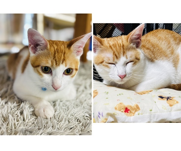 ちゃろ（秋田市）元気に走り回っています。去勢手術しました。