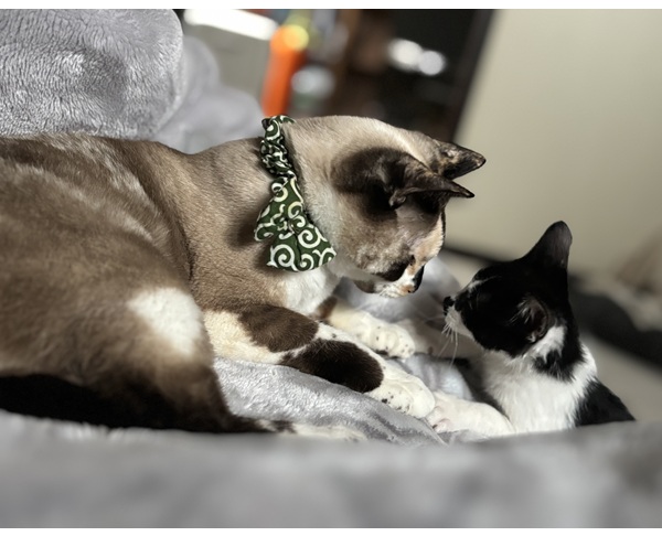 ライ（秋田市）先住猫と仲良くなりましたこれからの2匹の成長が楽しみです！