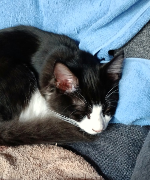 福ちゃん（横手市）体重2.5キロ　元気です。