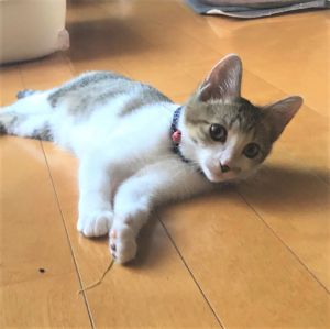 ハチ（美郷町）三年前にいぬねこネットワークさんから譲って頂いた先住猫とも仲良く元気に遊んでいます。