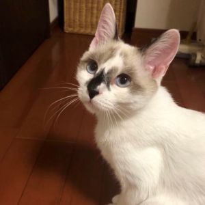 いつもお世話になっております。貴「いぬ・ねこネットワーク秋田」様から子猫（19-K181）を譲り受けてもう2ヶ月が経ちました。最初は元気に育ってくれるかなと心配する毎日でしたが、お陰様で少しずつ夫婦２人の家族として楽しく暮らすようになってきました。先日は生後６ヶ月（推定）になり避妊手術を行いました。（さっそく補助金もご入金いただきありがとうございました。）これからもみんなで元気に楽しく生活できるように頑張って参りますので、今後ともご指導よろしくお願い申し上げます。まずは譲り受け２ヶ月経過のご報告まで。