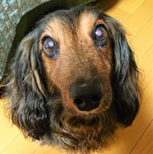 ミント（仙北市）我が家に来て、2年目に入りました。昨年は、先住犬が病気のために4才で他界してしまい、ミントに元気が無くなってしまい心配しました。今は、新しい子が来て、その子の見本になっています。私たちの足を舐めるのは、歓迎の儀式のようですね。イビキをかいて寝ます(笑)家族が揃うまでご飯を食べず待っていてくれます。しっかりうちの家族になってくれました。ミントと縁を結べてラッキーでした。ありがとうございます。